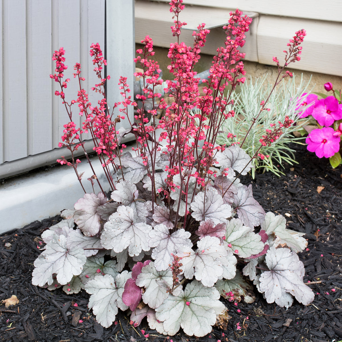 Purperklokje 'Silver Gumdrop' - Heuchera silver gumdrop ( dolce series ) - Bakker