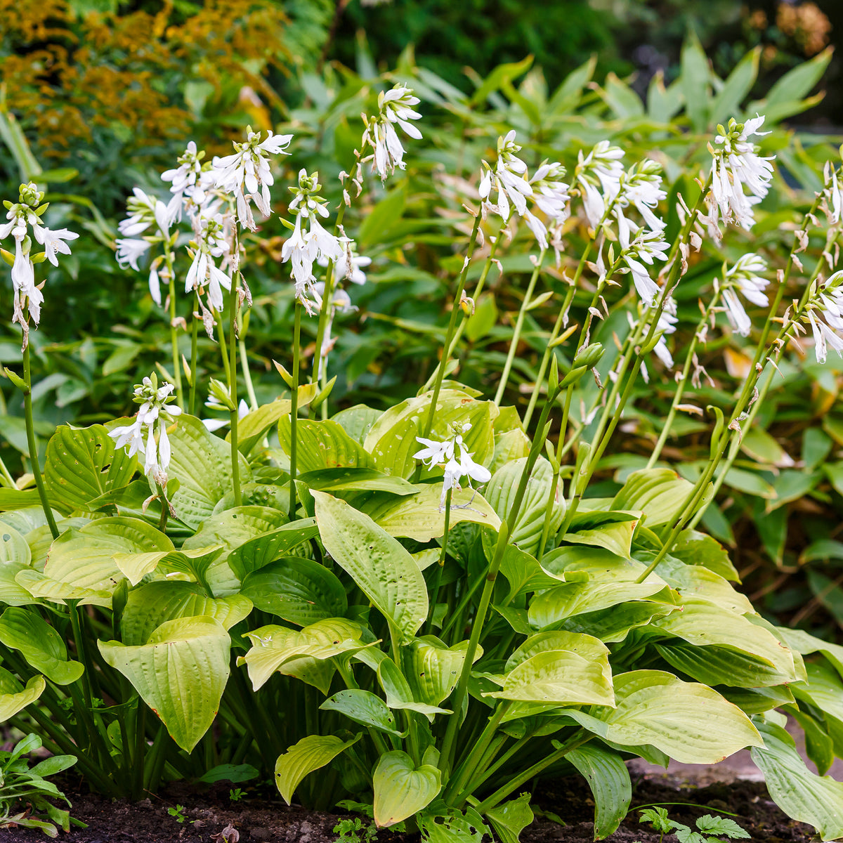 Hosta hybride royal standard - Hartlelie Royal Standard - Hosta - Hartlelie