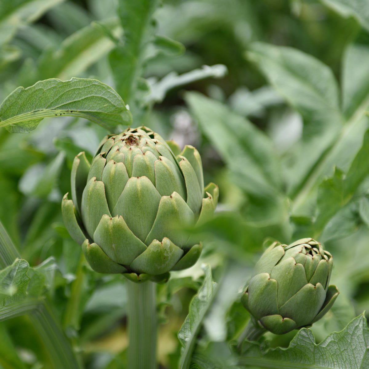 Artisjok - Cynara scolymus - Bakker
