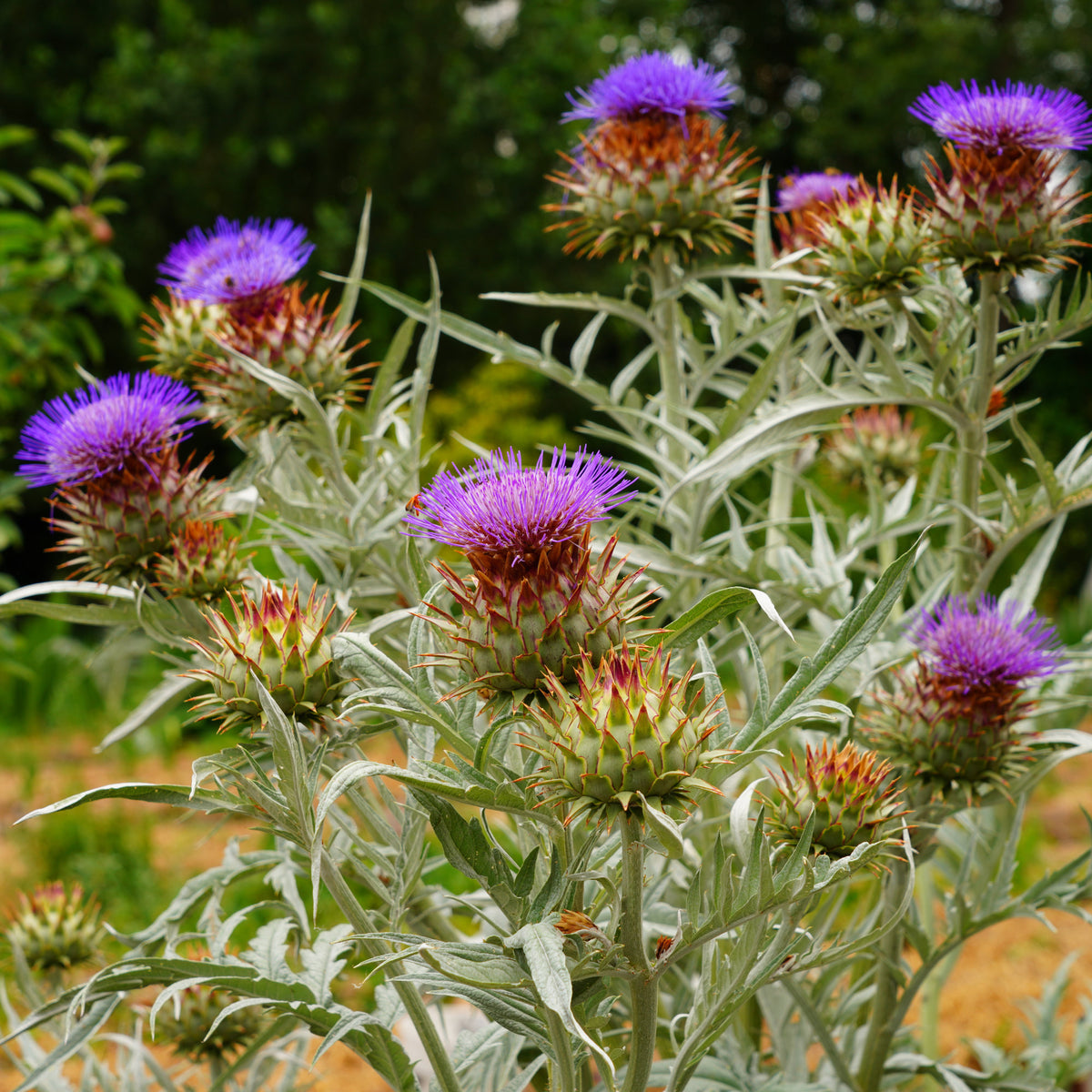 Verkoop Artisjok - Cynara scolymus