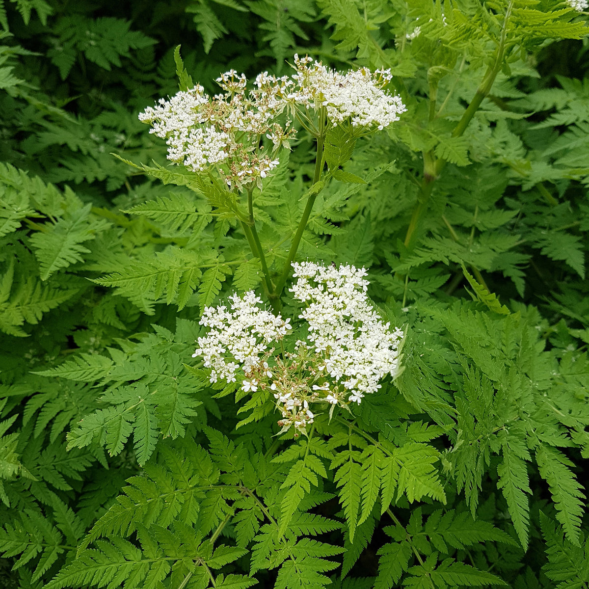 Roomse kervel - Myrrhis odorata - Bakker