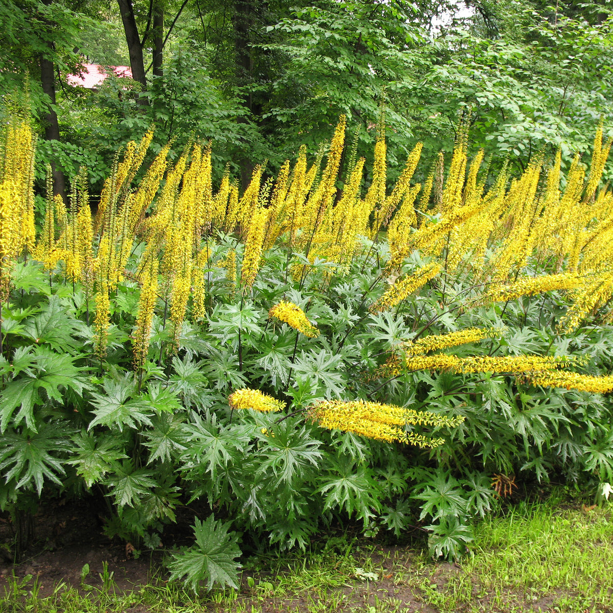 Kruiskruid Przewalskii - Ligularia przewalskii - Bakker