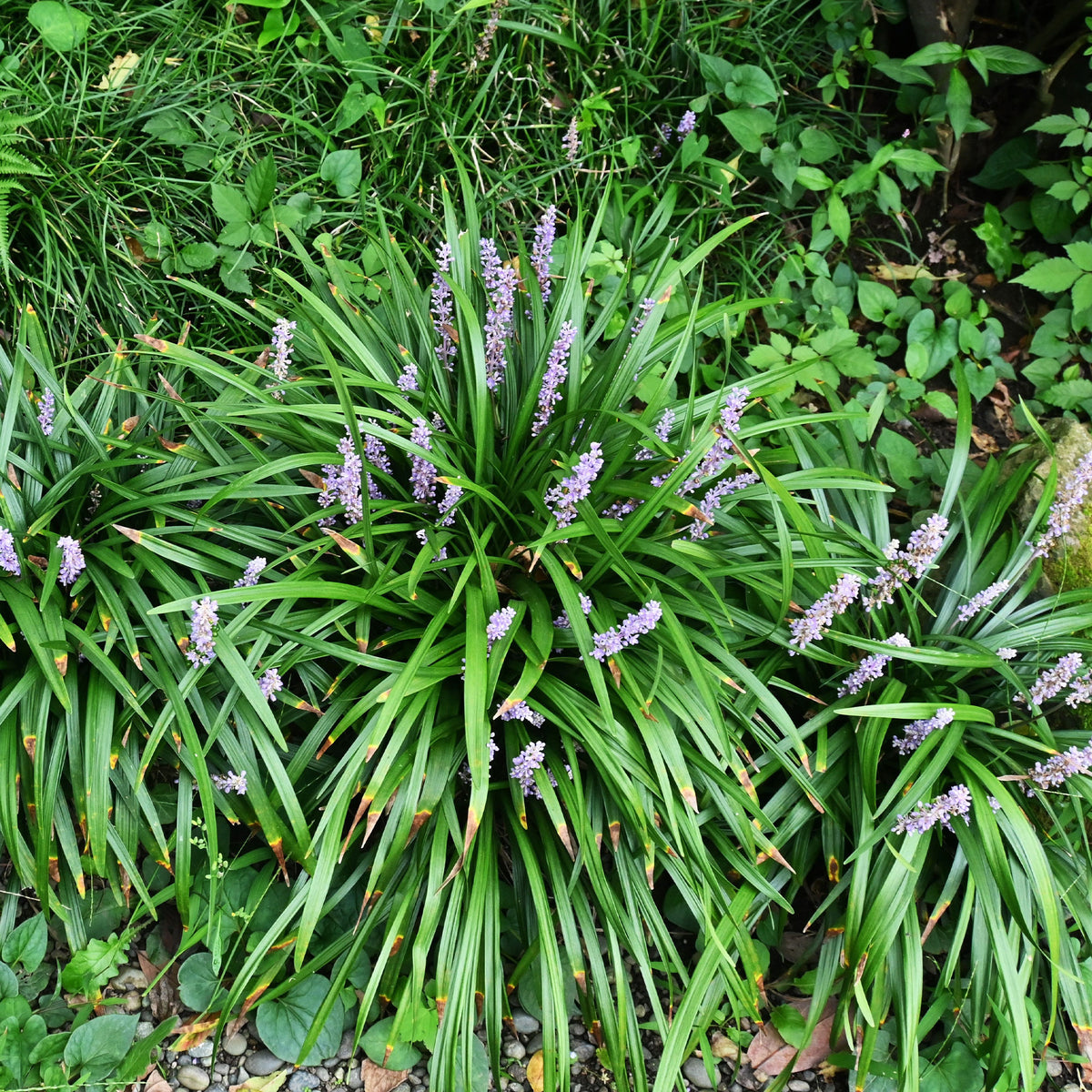 Leliegras Big Blue - Liriope muscari Big Blue - Bakker