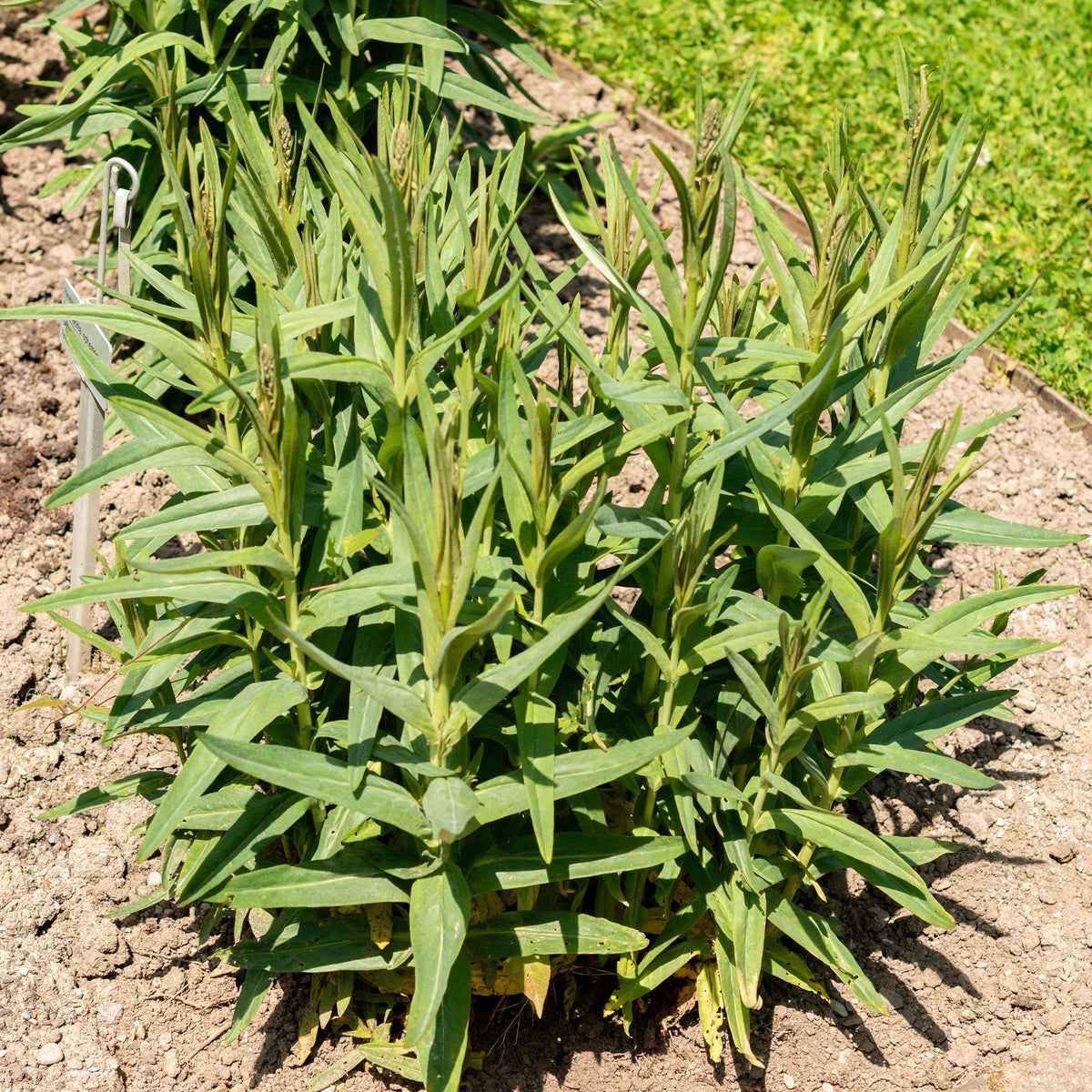 Lysimachia ephemerum - Wederik - Vaste planten