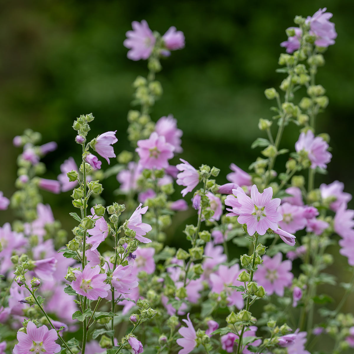 Kaasjeskruid Rosea - Malva moschata Rosea - Bakker