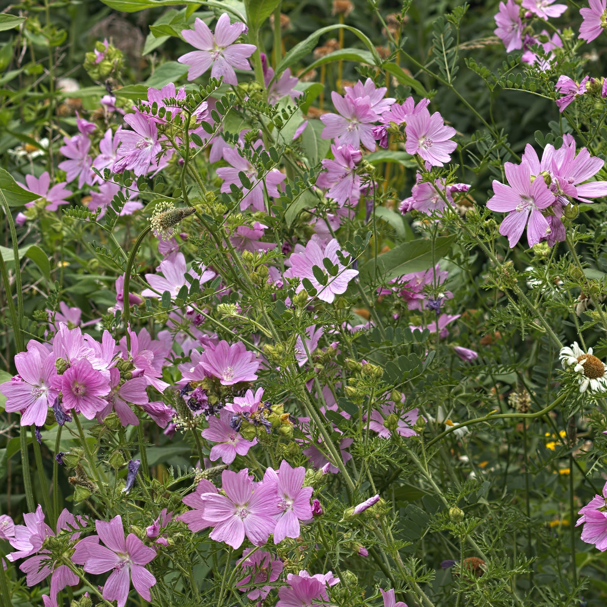 Kaasjeskruid Rosea - Bakker