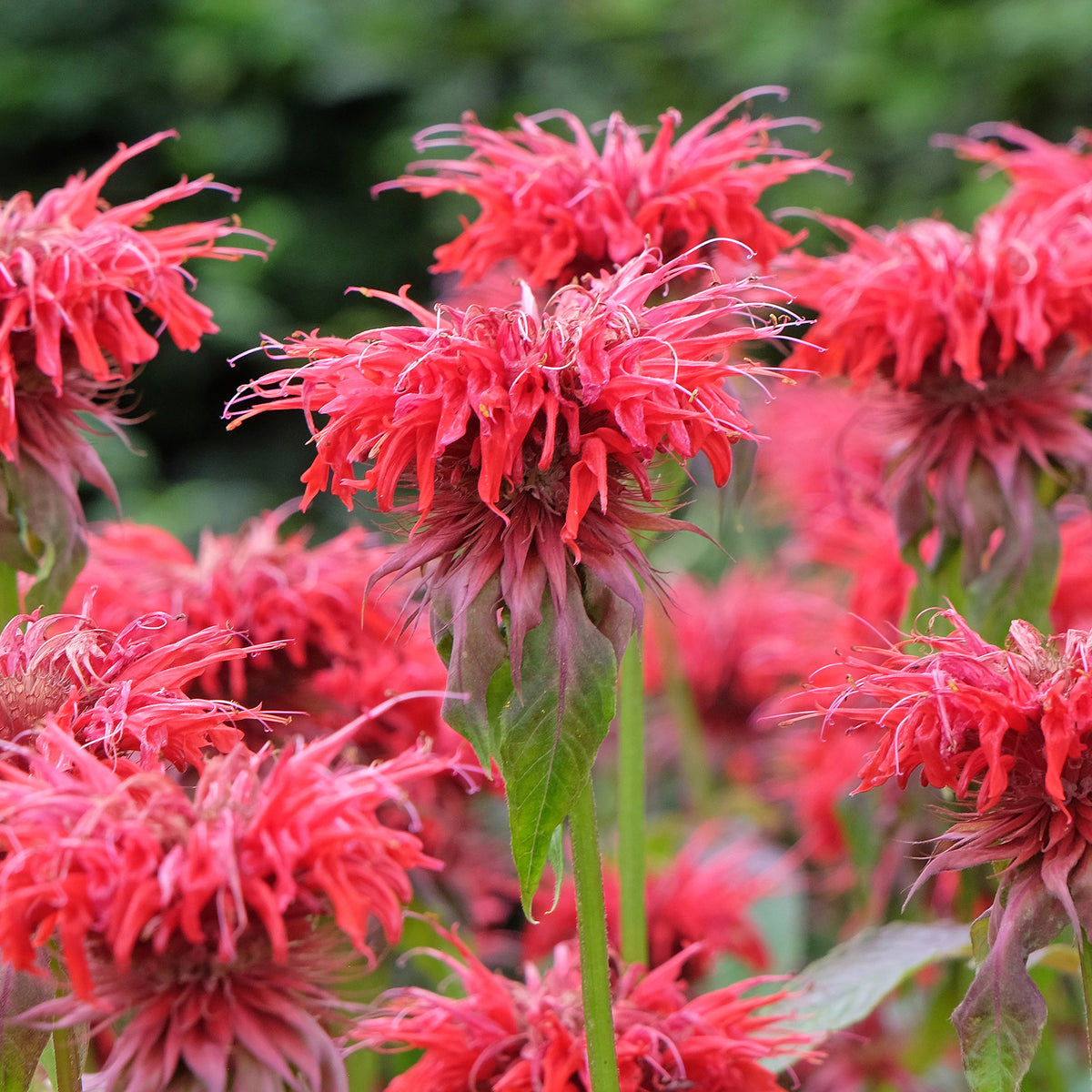 Bergamotplant Cambridge Scarlet