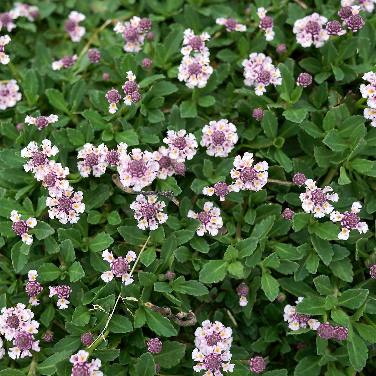 Kruipende verbena - Phyla nodiflora - Bakker