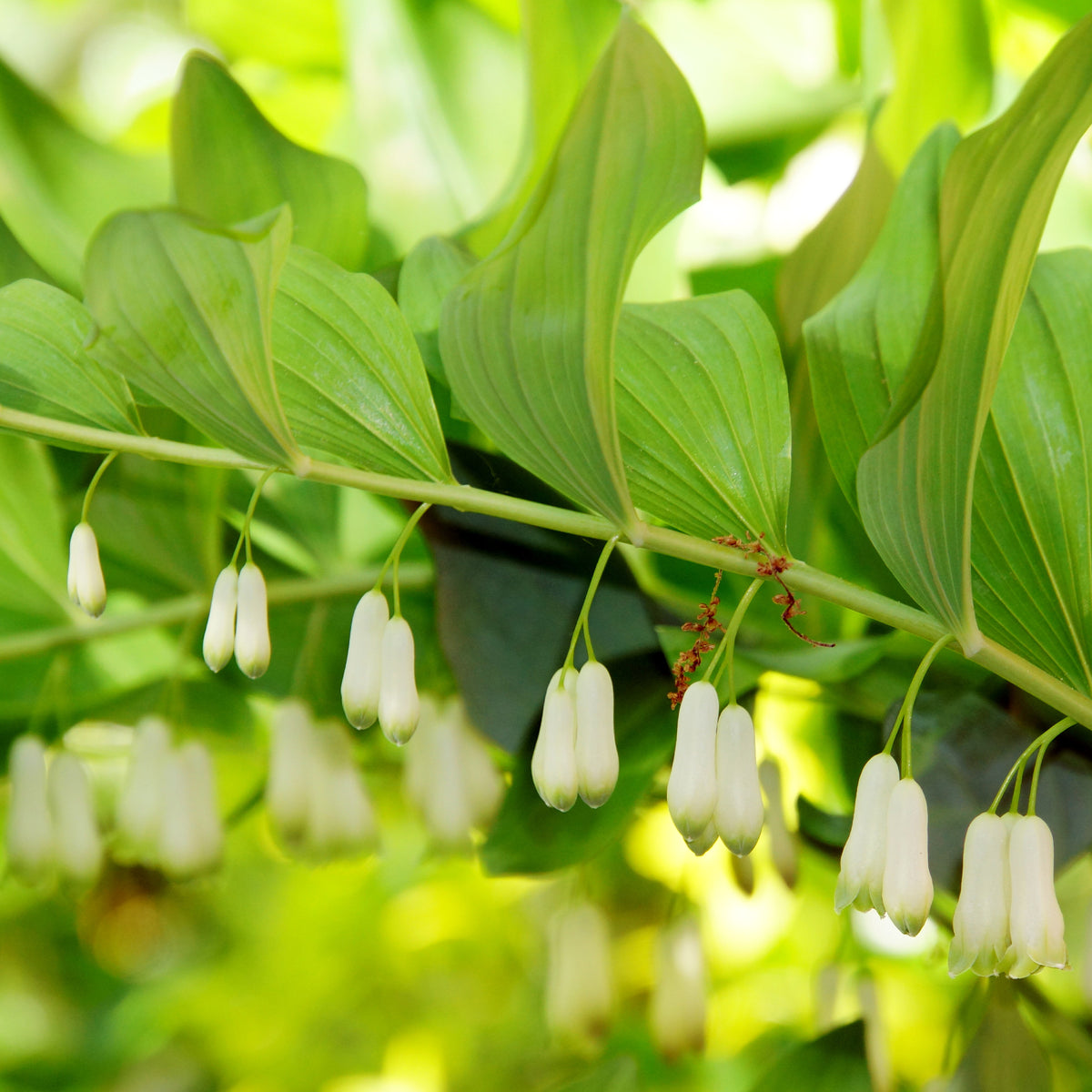 Vaste planten - Gewone salomonszegel - Polygonatum multiflorum