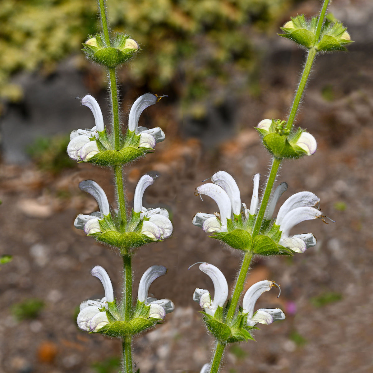 Salie - Zilversalie - Salvia argentea