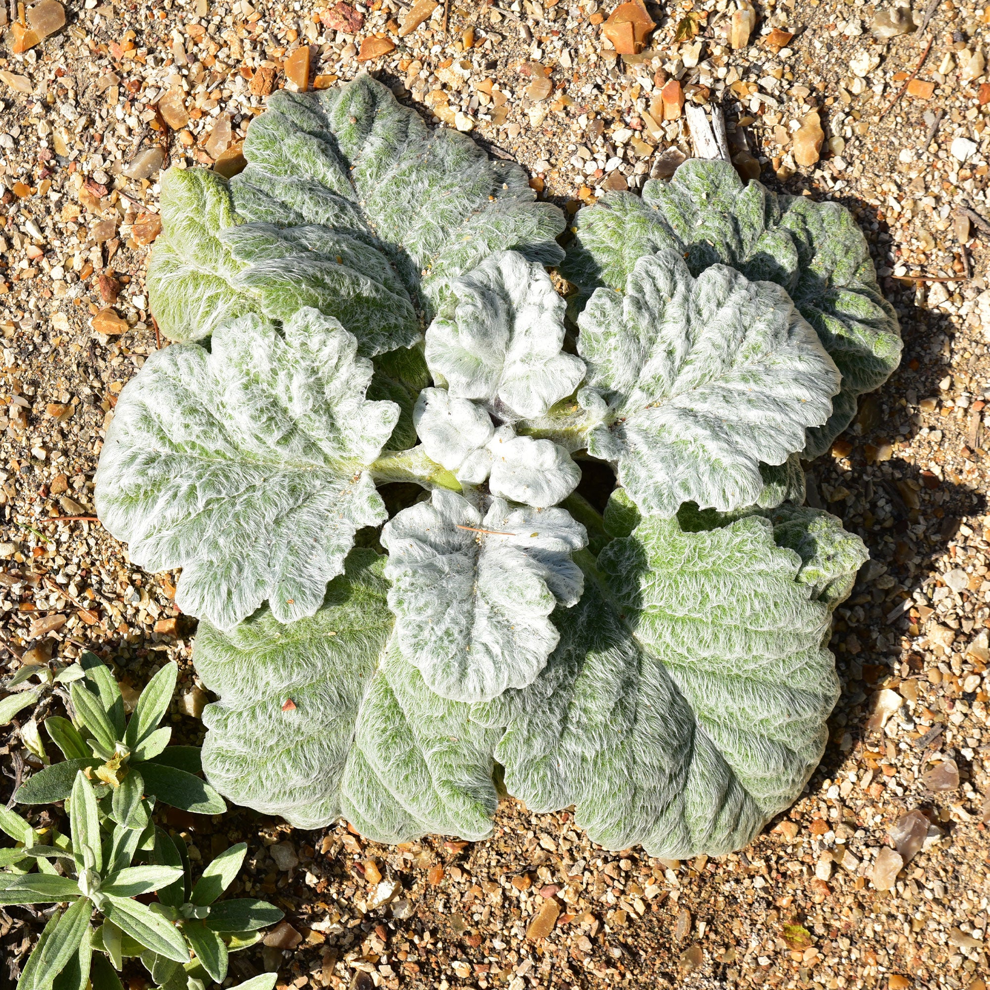 Zilversalie - Salvia argentea | Bakker.com