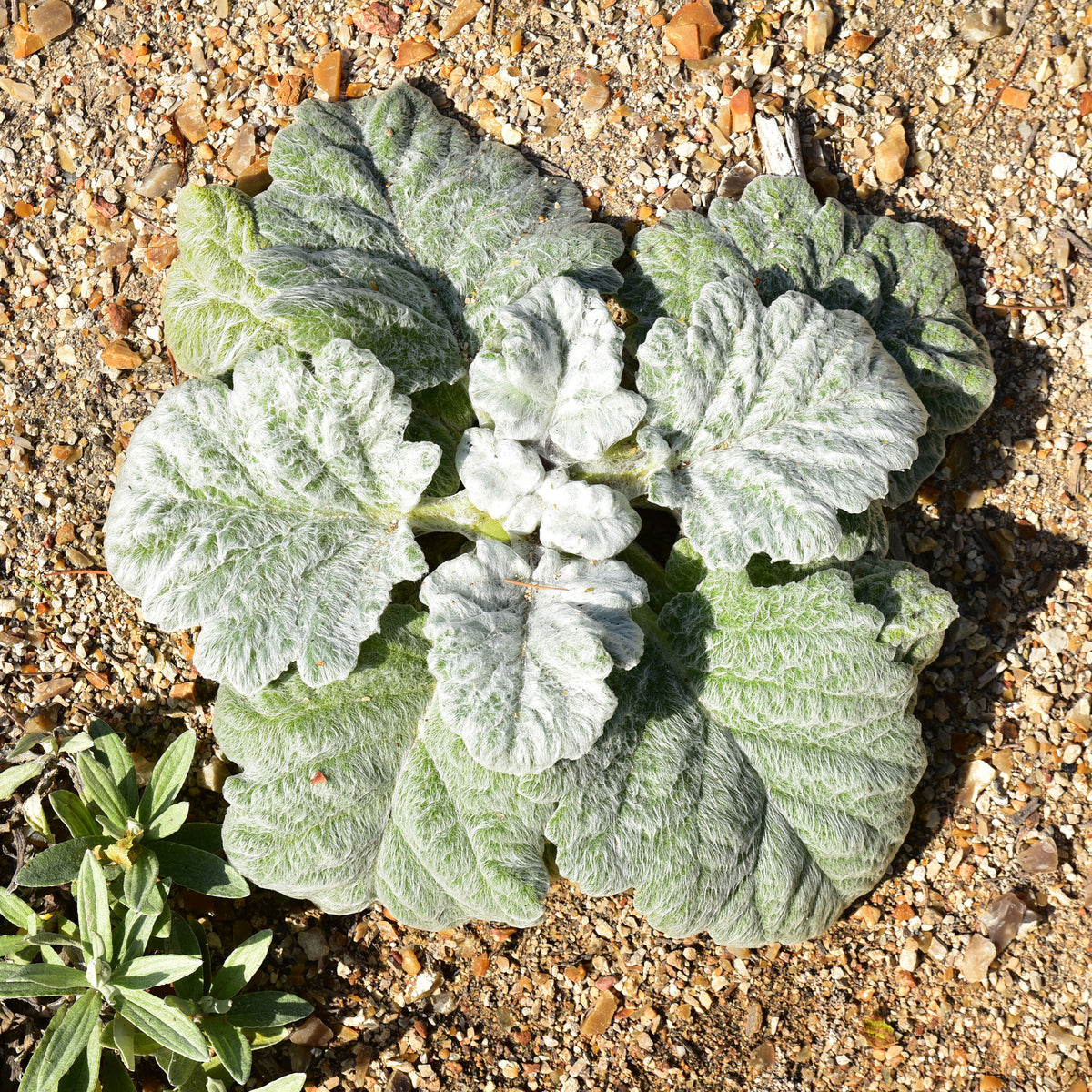 Salvia argentea - Zilversalie - Salie