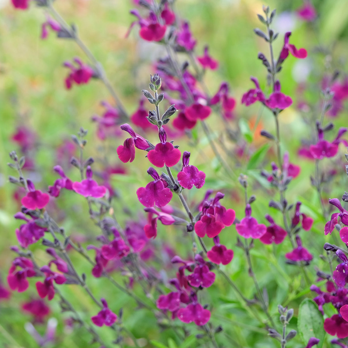 Siersalie papillon de nuit