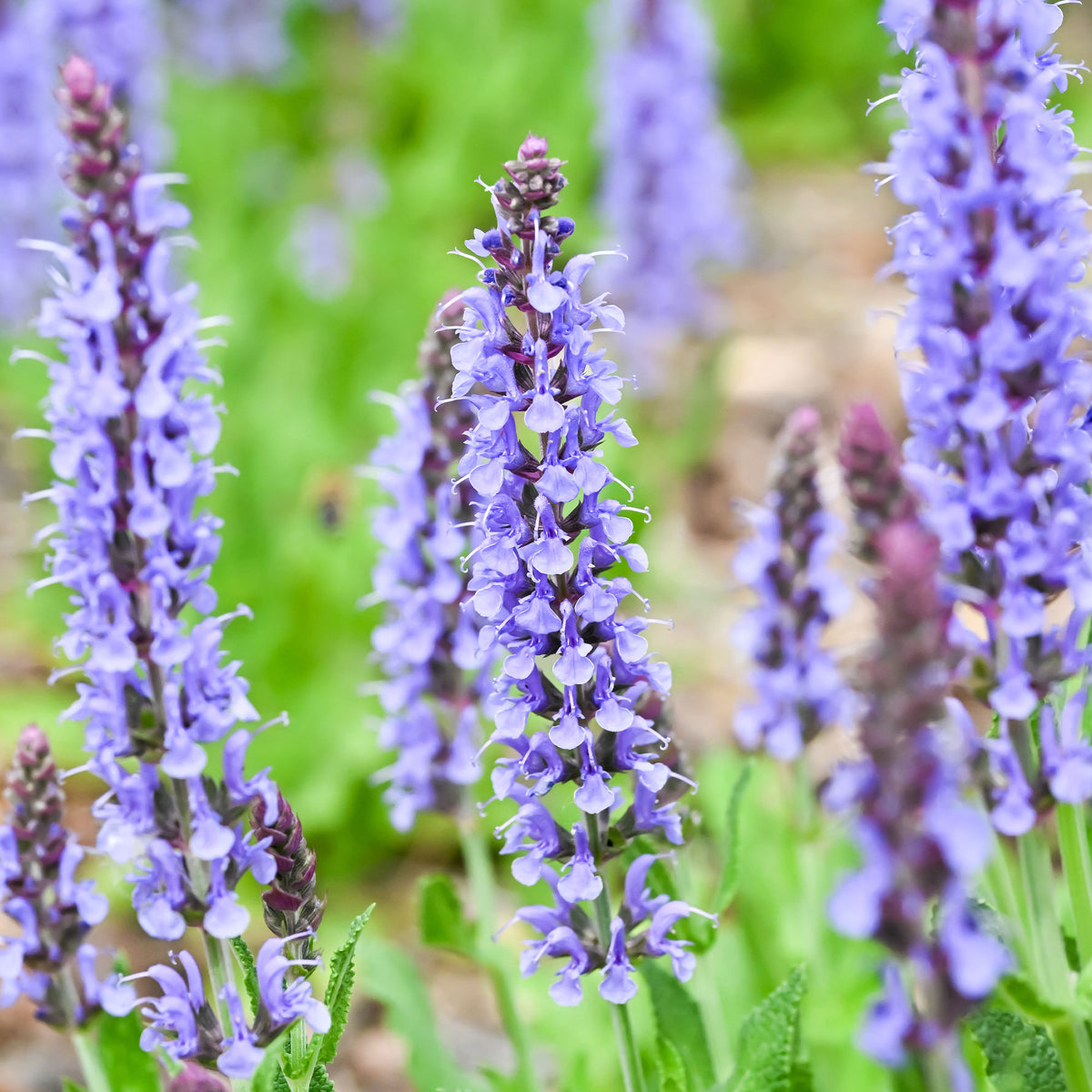 Siersalie Blauhügel - Salvia nemorosa blauhügel - Bakker