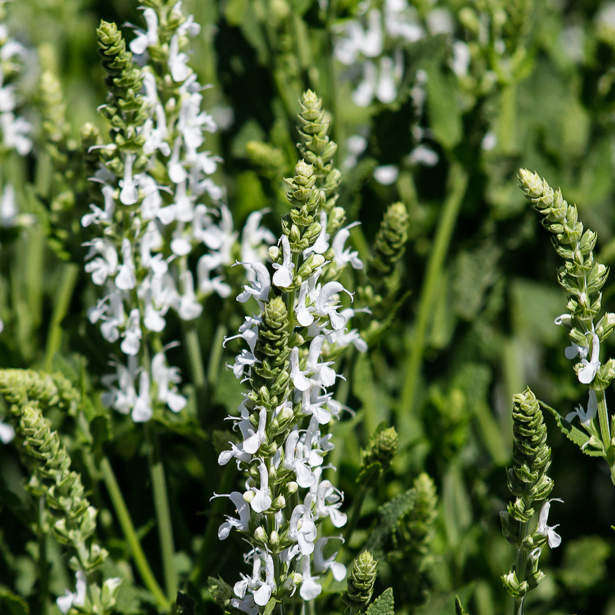 Siersalie Swan Lake - Salvia pratensis swan lake ( ballet series ) - Bakker
