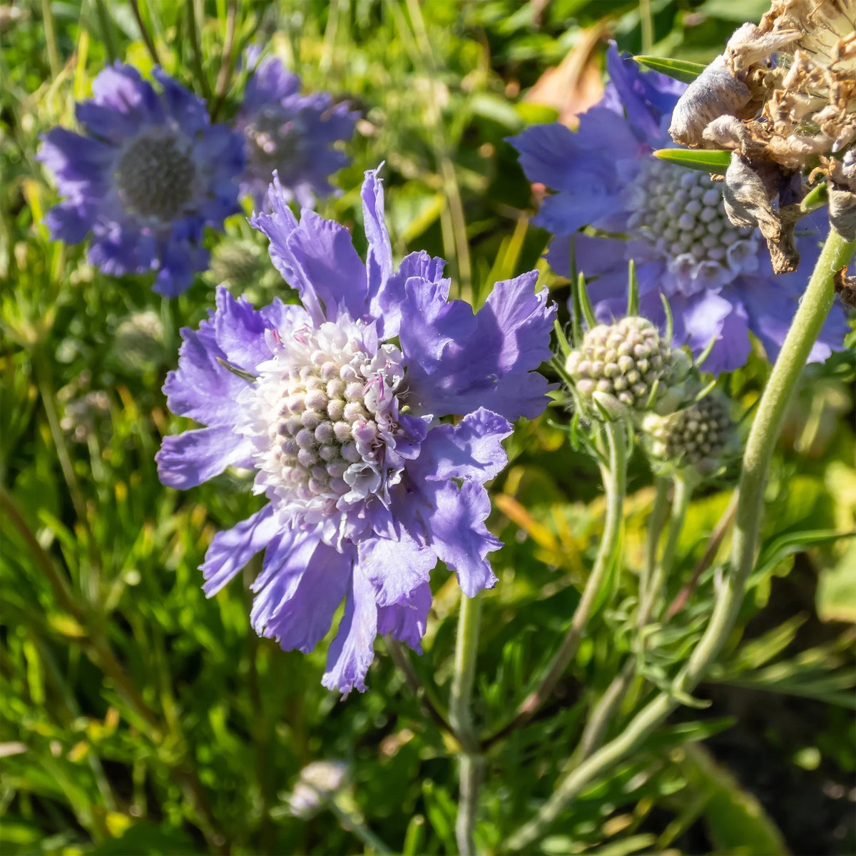Verkoop 5 roze en paarse vaste planten - Molinia caerulea, Pennisetum orientale, Astrantia major, Scabiosa caucasica,Verbena bonariensis