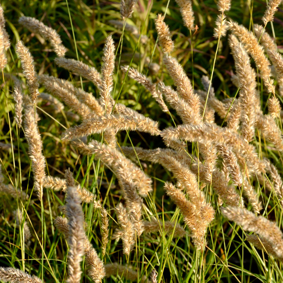Parelgras - Bakker