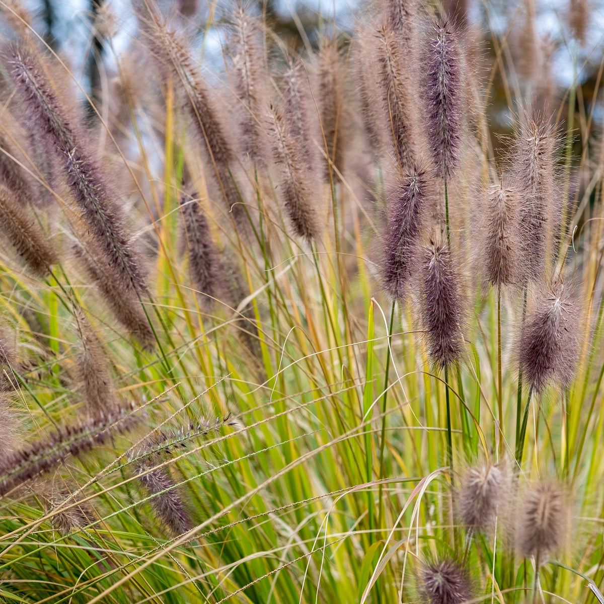 LampepoetsersgrasBlack Beauty - Bakker