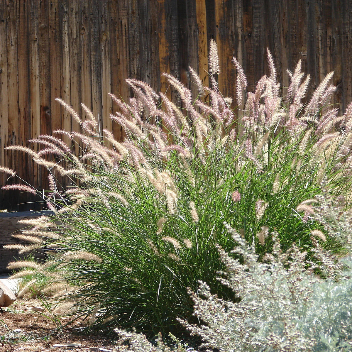 Molinia caerulea, Pennisetum orientale, Astrantia major, Scabiosa caucasica,Verbena bonariensis - 5 roze en paarse vaste planten - Vaste planten
