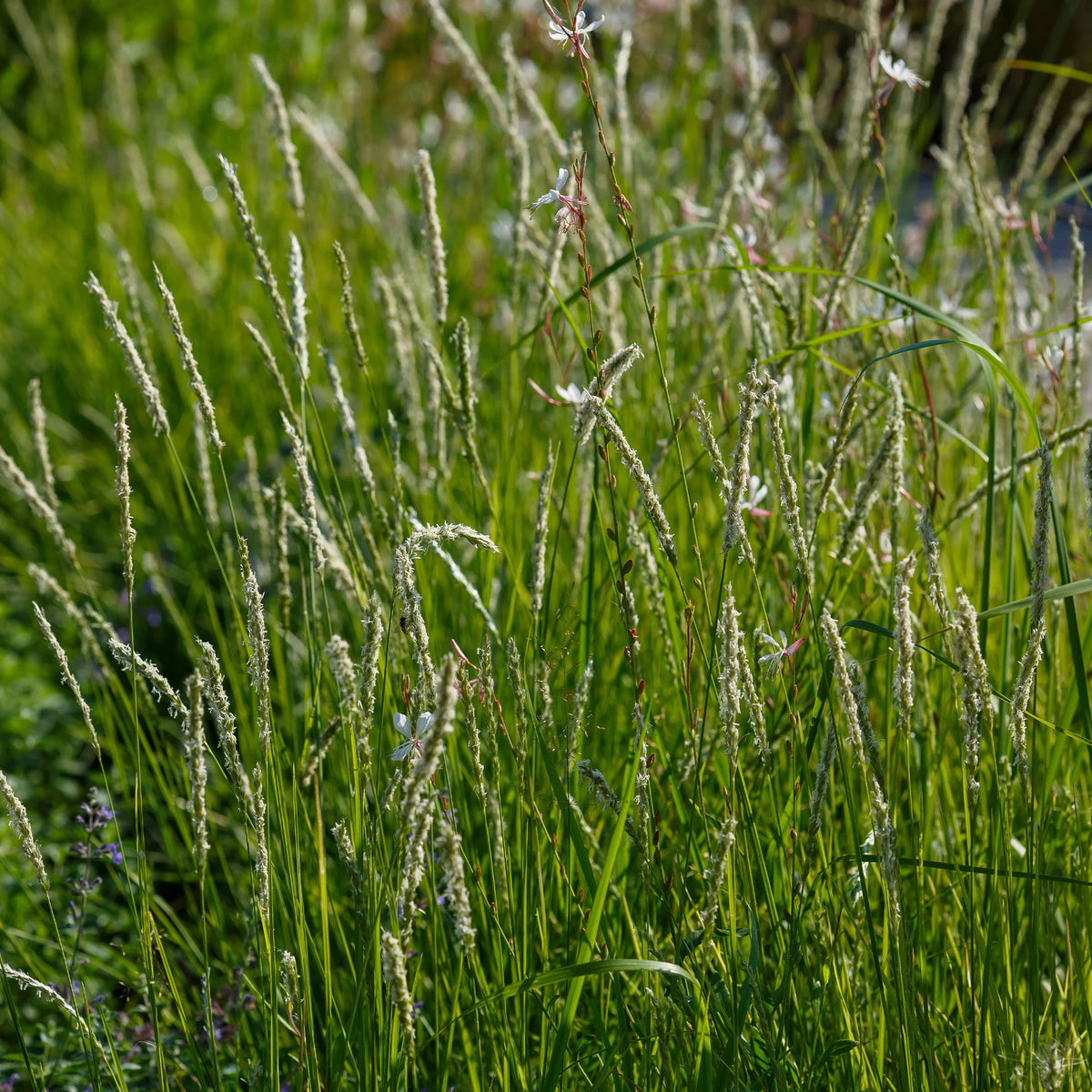 Vaste planten - 5 vaste planten voor bloemenweide - Panicum virgatum,Sesleria autumnalis, Allium sphaerocephalon,Veronicastrum virginicum, Sanguisorba officinalis