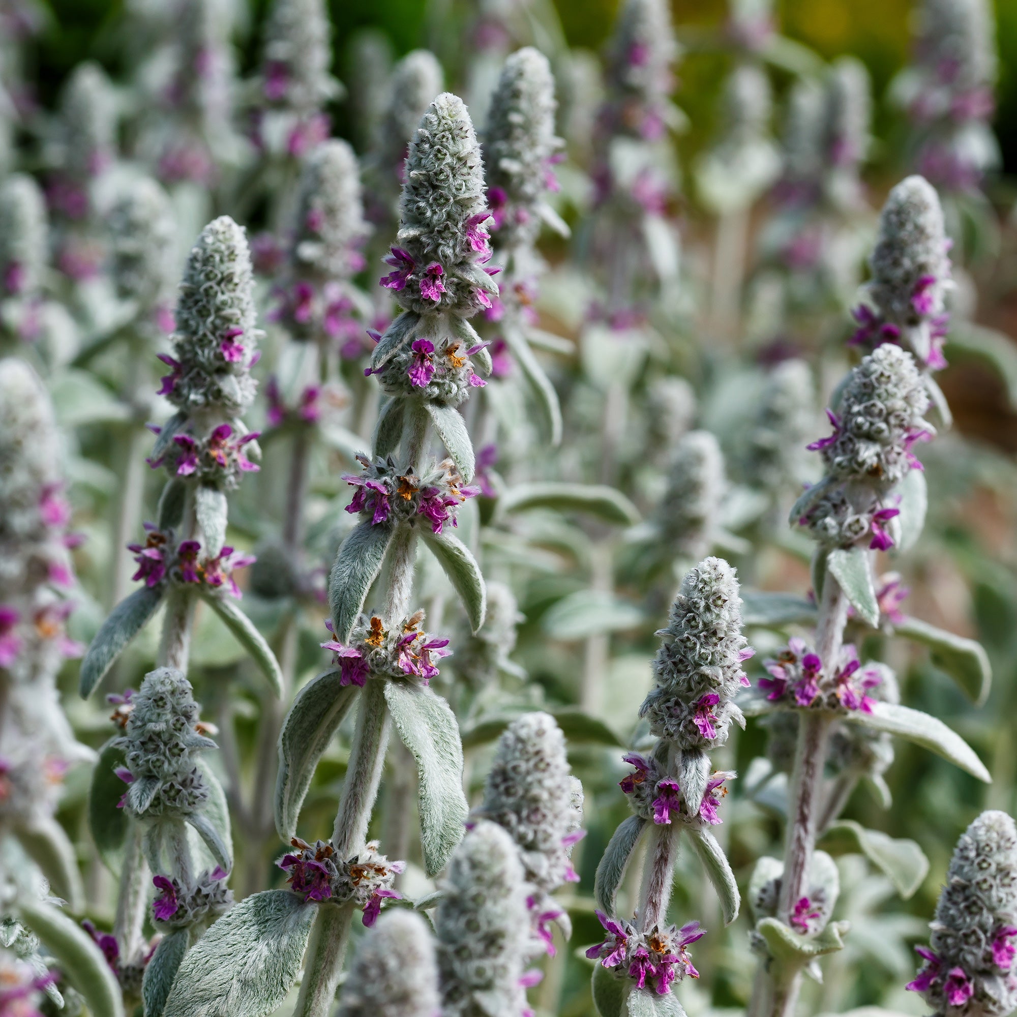 Ezelsoor Silver Carpet - Stachys byzantina silver carpet | Bakker.com