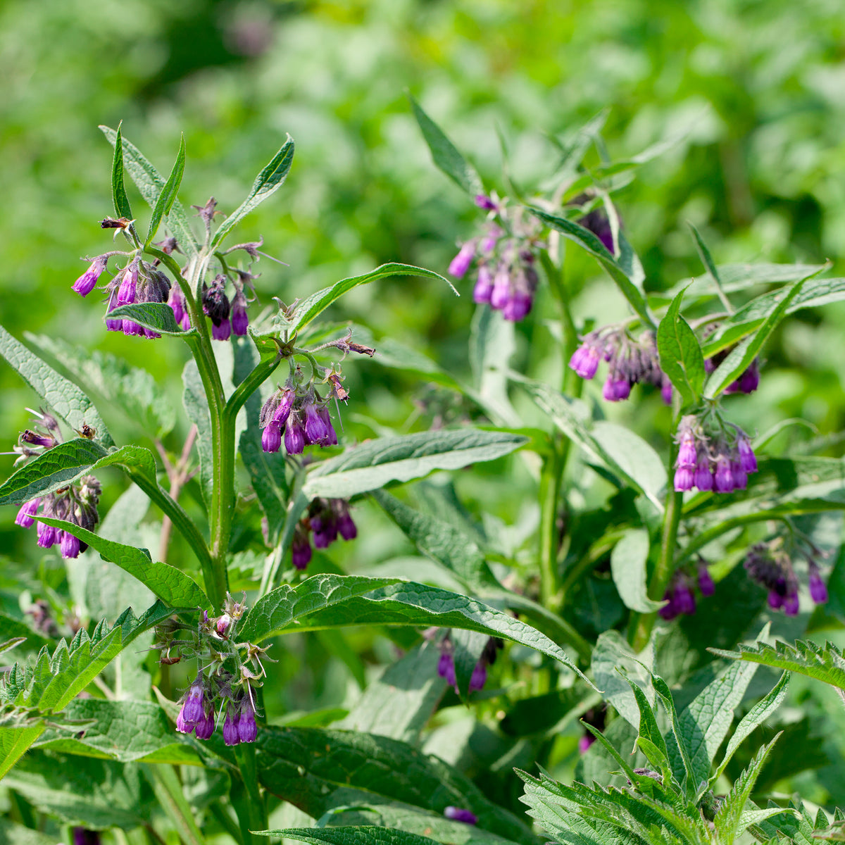 Smeerwortel 'Purpureum' - Symphytum officinale purpureum - Bakker