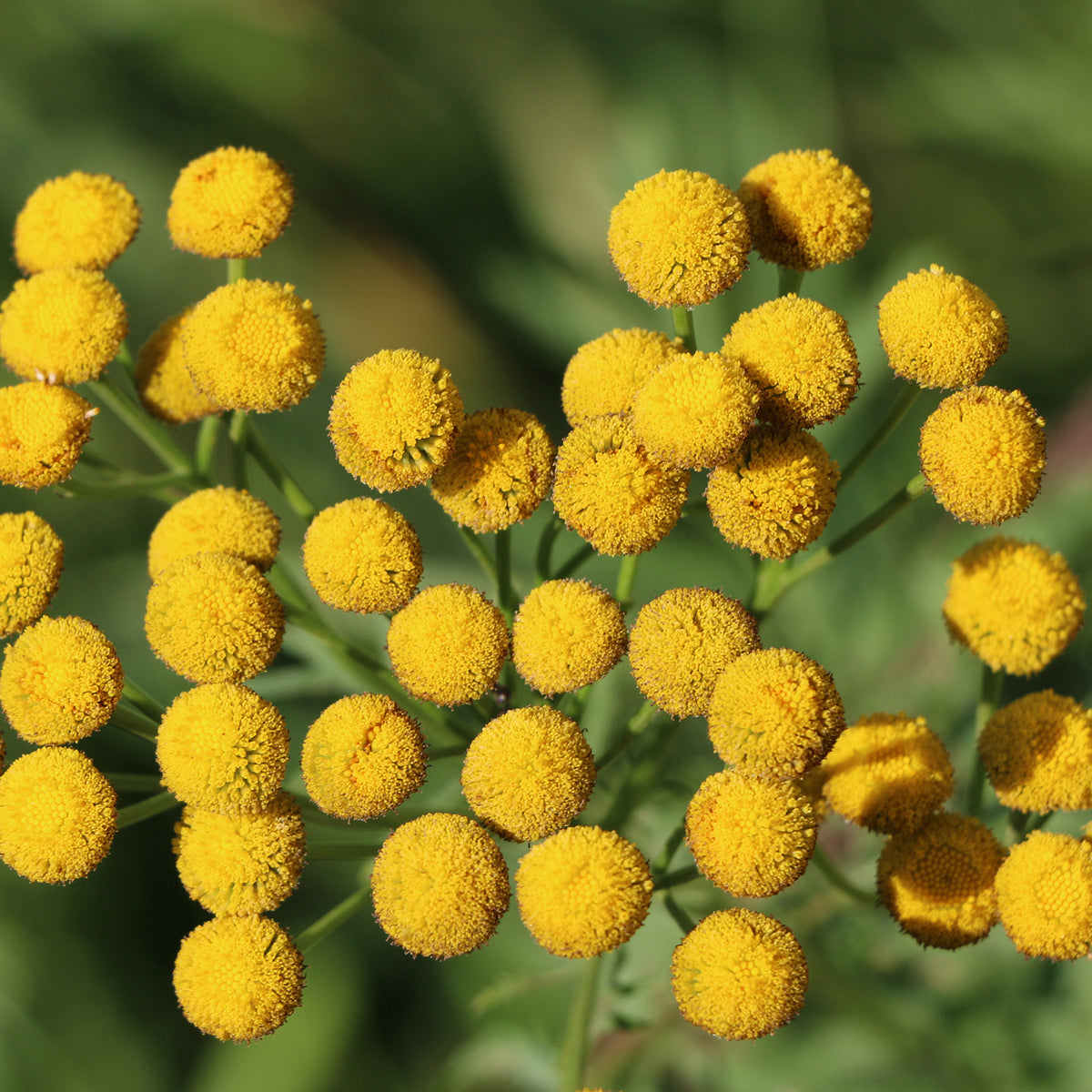 Boerenwormkruid - Tanacetum vulgare - Bakker