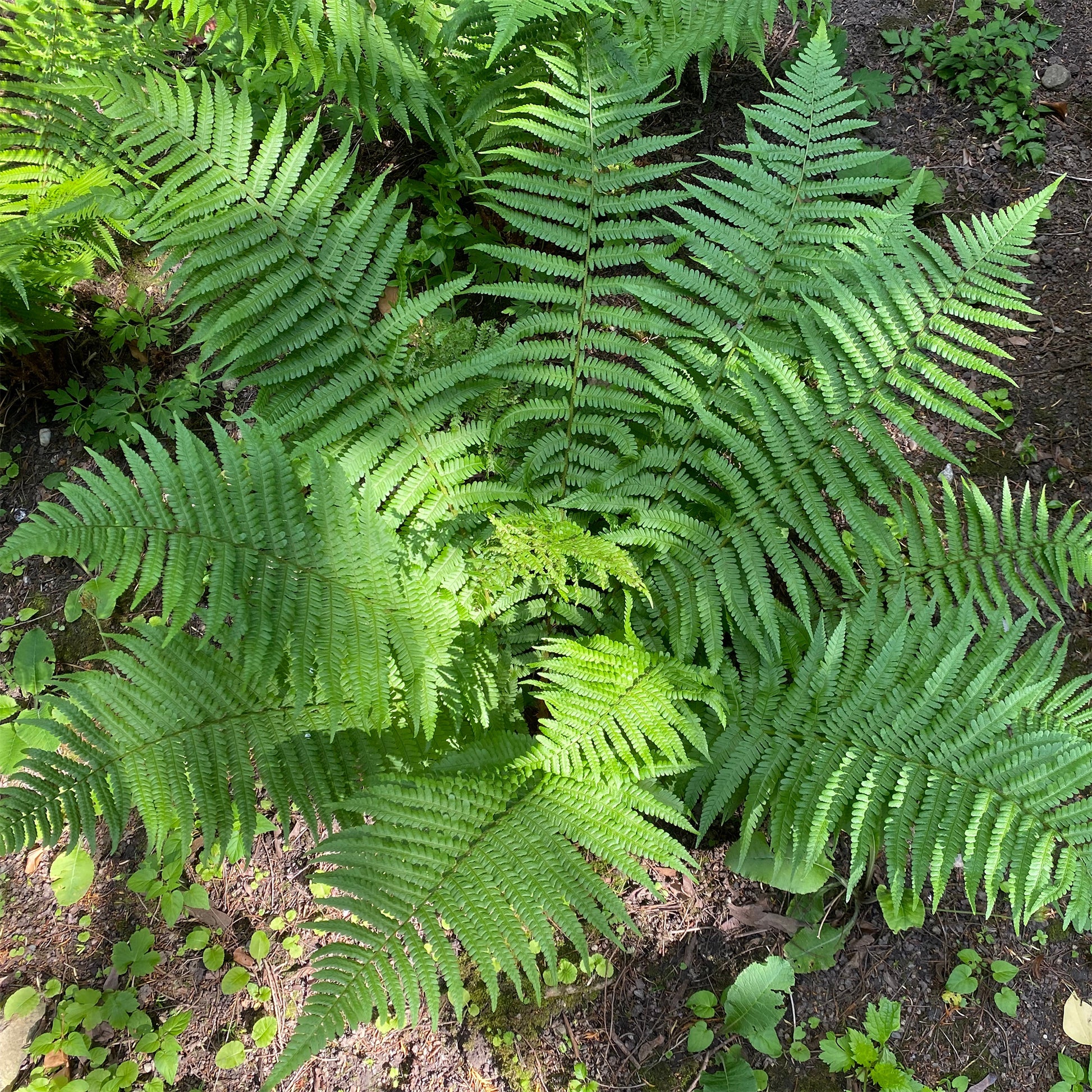 Mannetjesvaren - Dryopteris filix-mas - Bakker