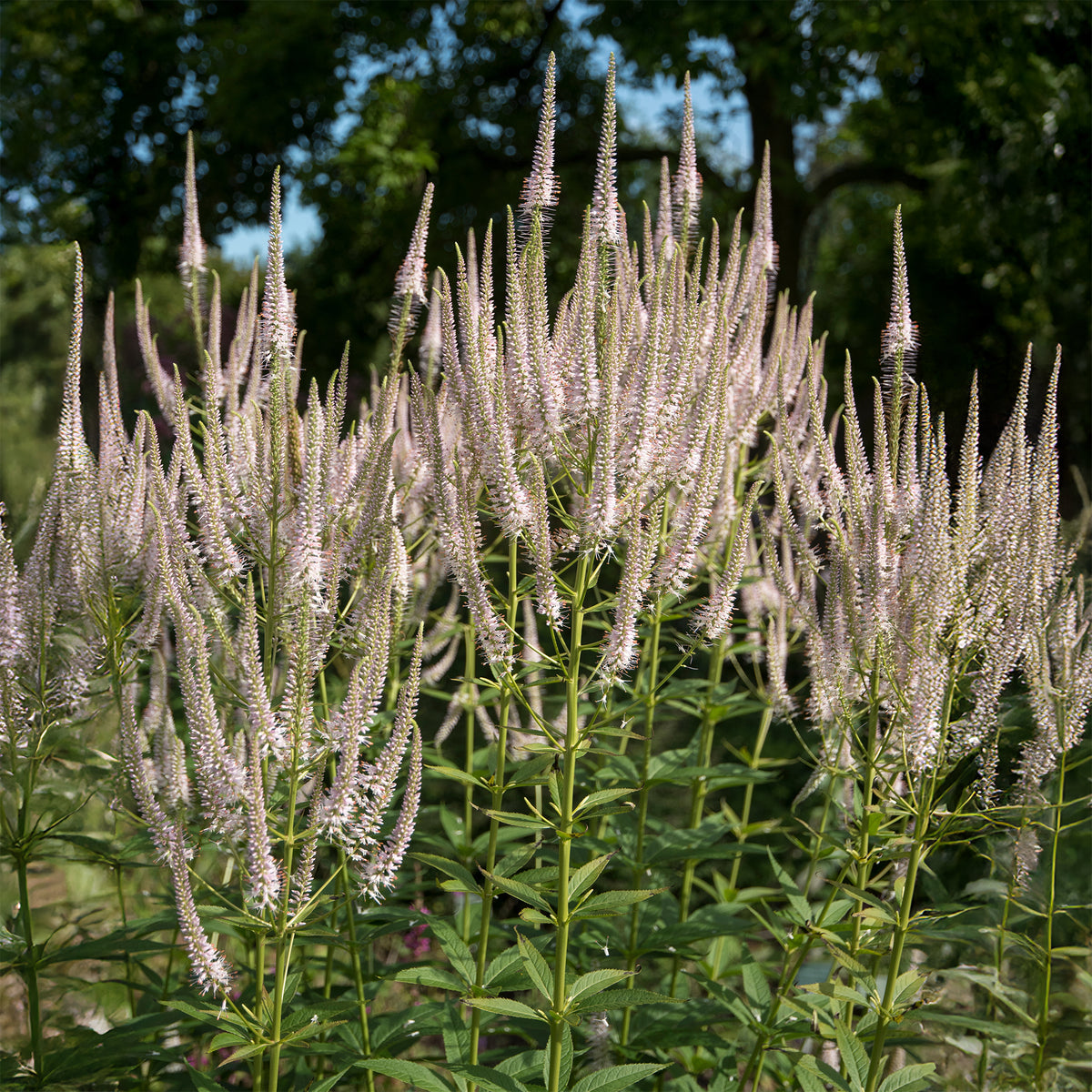 Scrophulariaceae Roseum - Veronicastrum virginicum roseum - Bakker