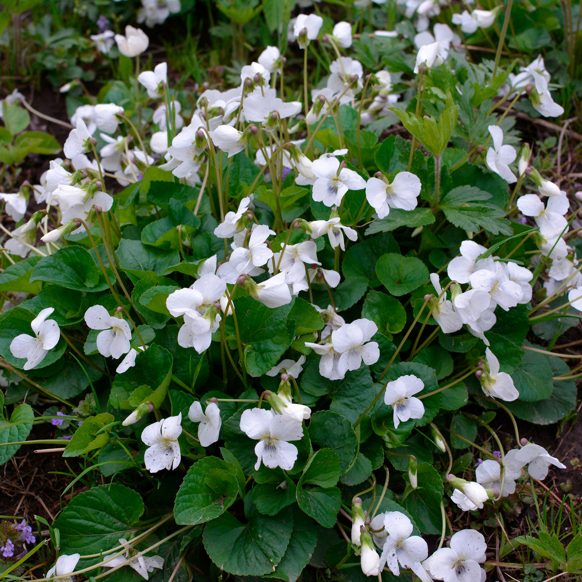 Maarts viooltje Alba - Viola odorata alba - Bakker