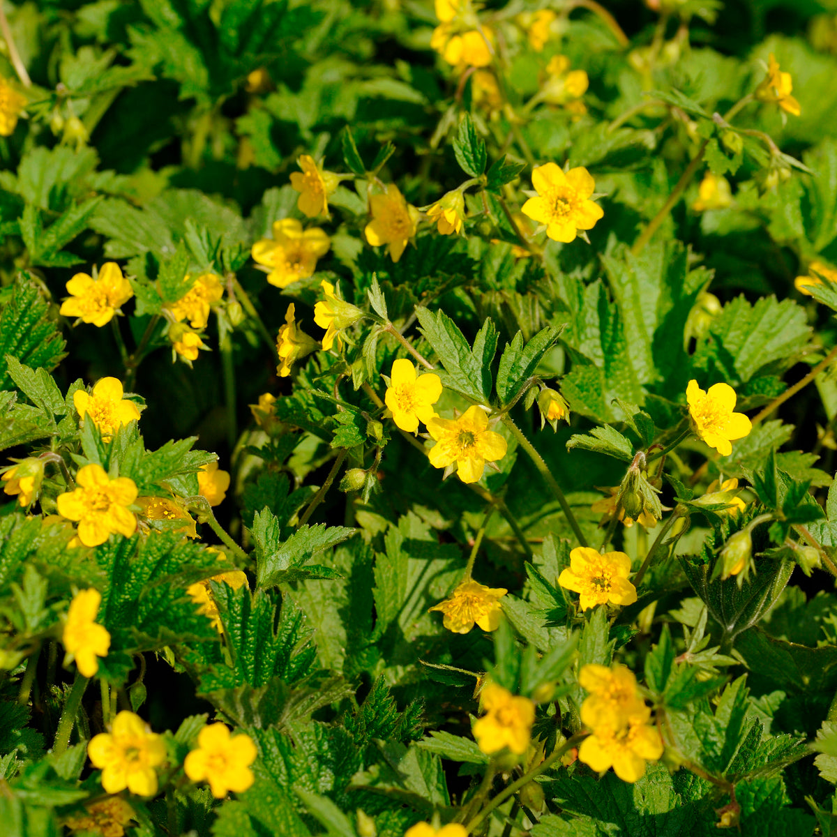 Waldsteinia geoides - Geelvlezige Waldsteinia - Vaste planten