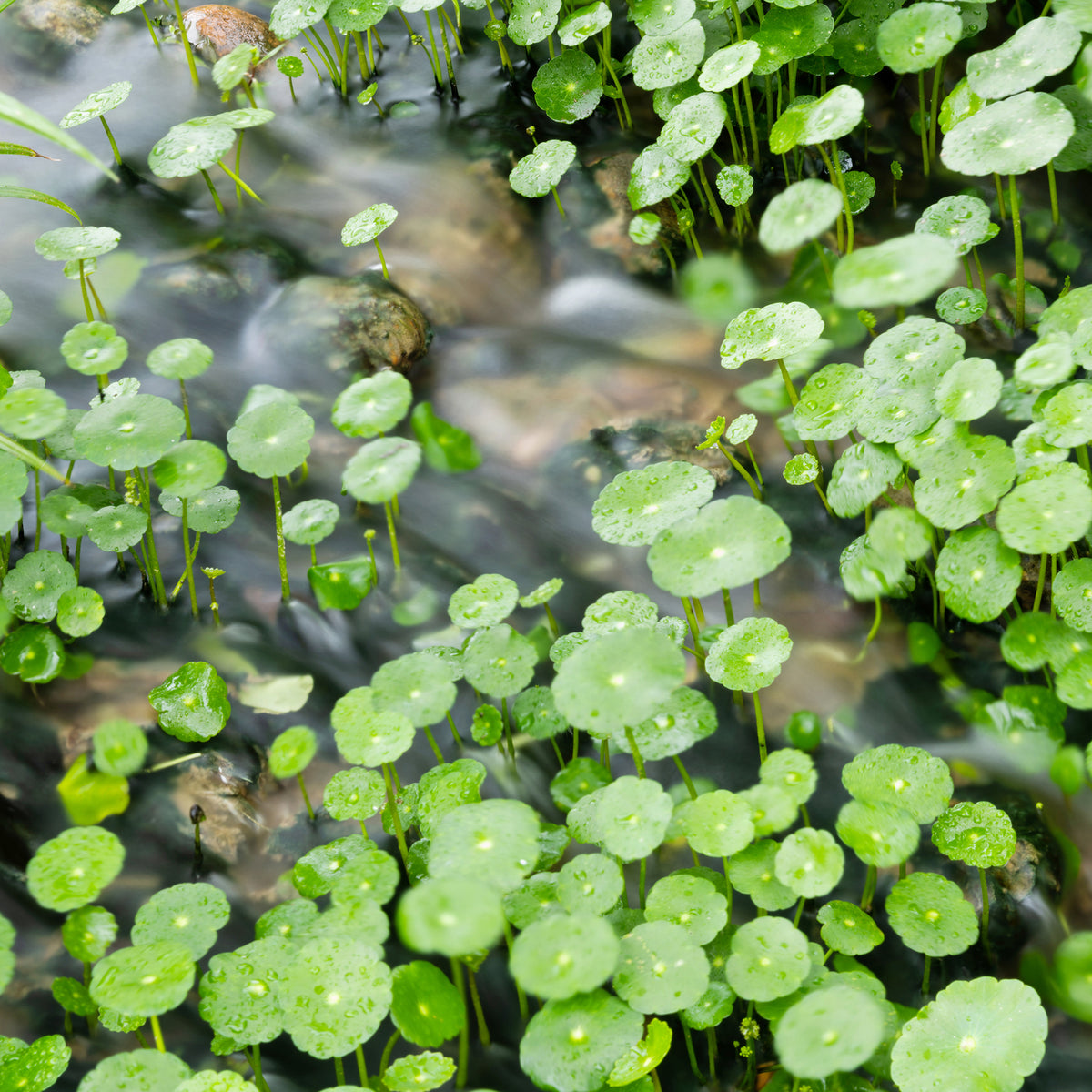 Hydrocotyle vulgaris - Waternavel - Siergrassen