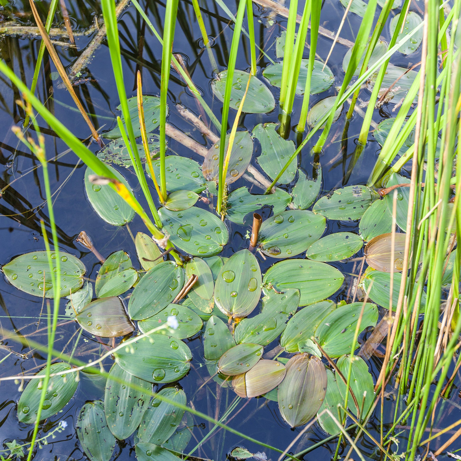 Drijvend fonteinkruid - Potamogeton natans - Bakker