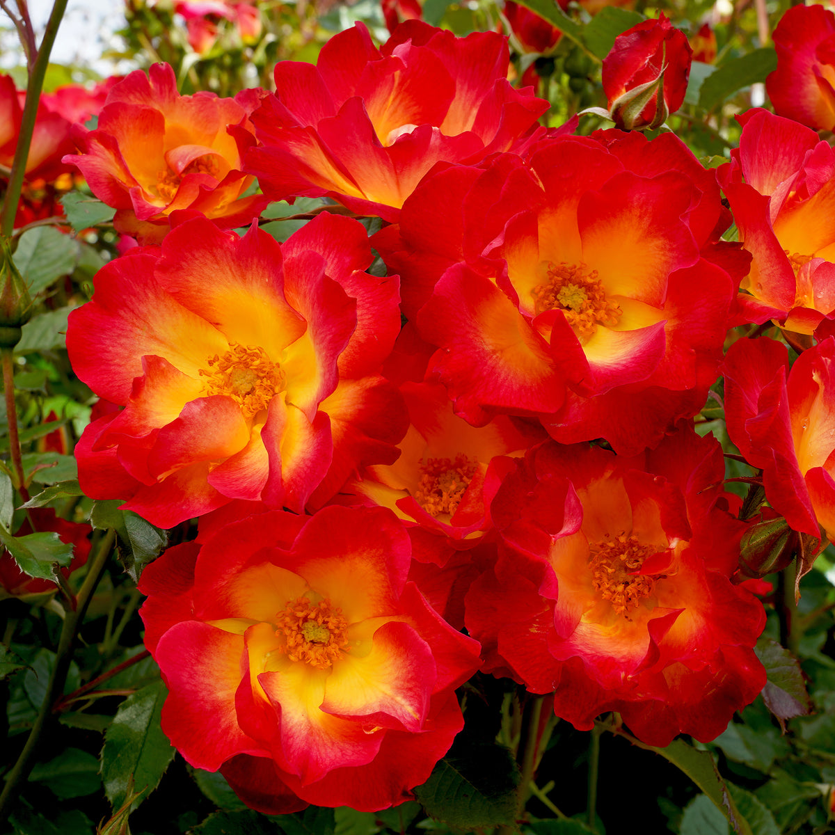 Roos 'Summer of Love'® - Bakker