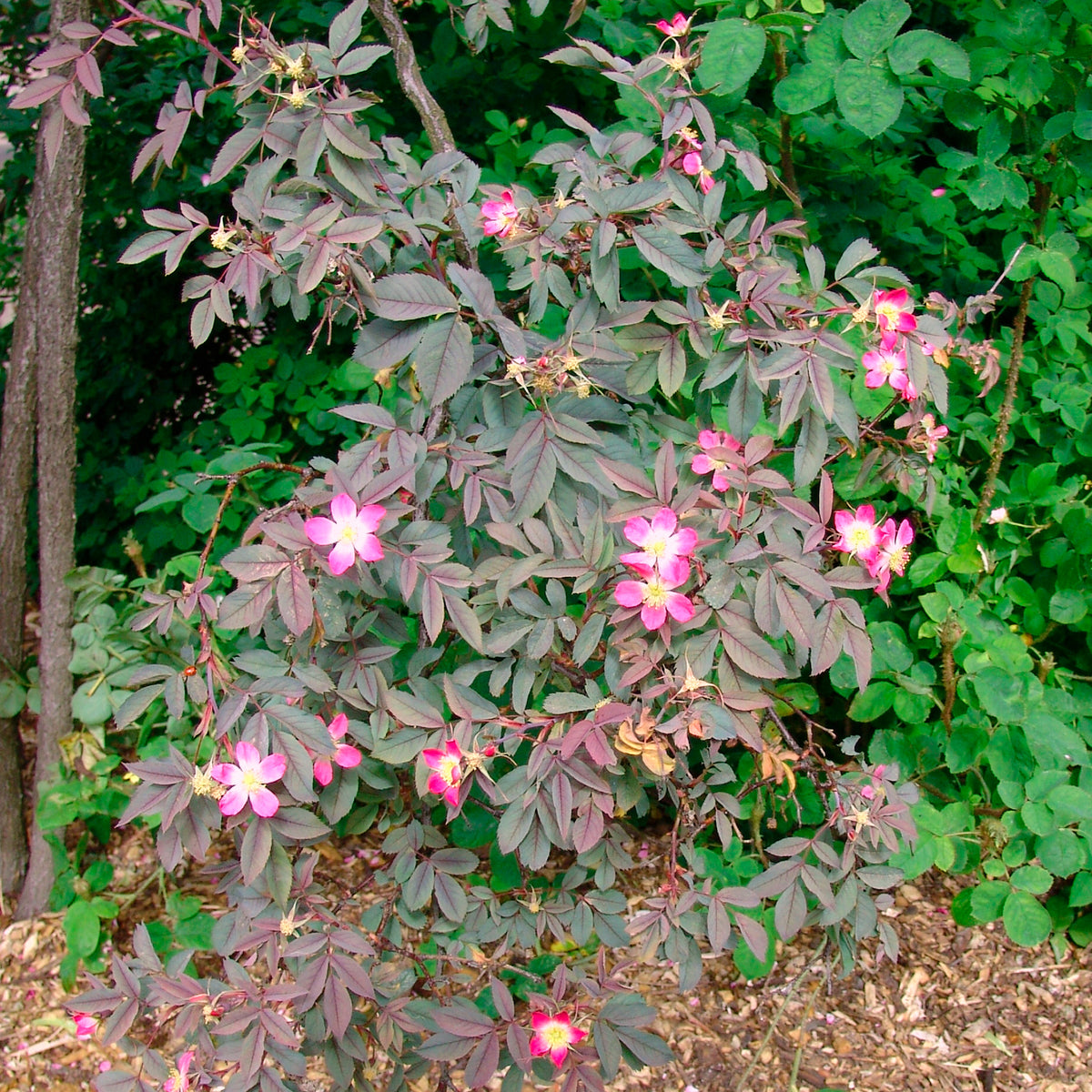 Rosa glauca - Roos 'Glauca' - Rozen