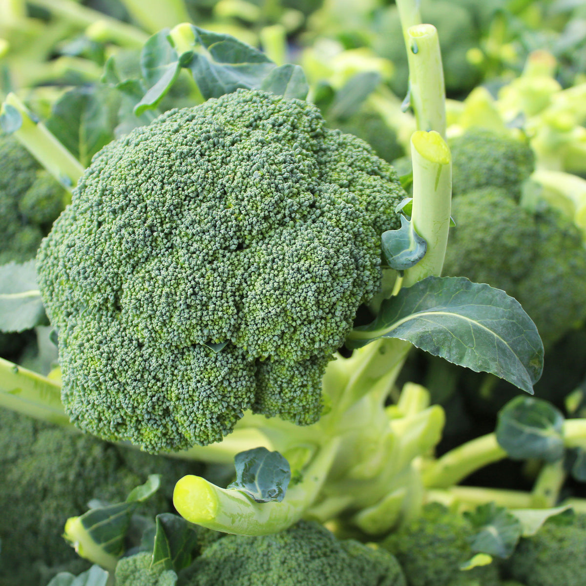 Broccoli Atlantis F - Bakker