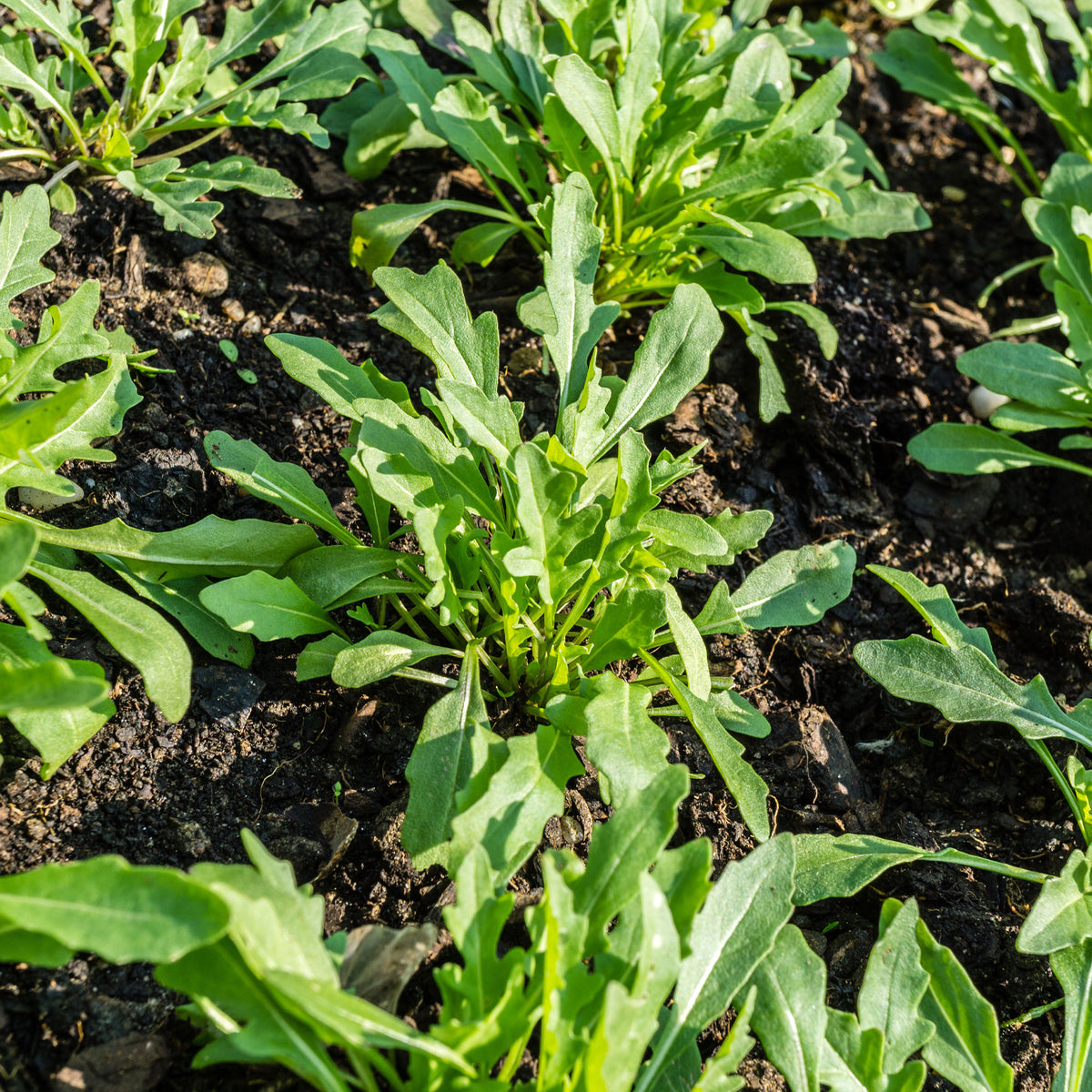 Rucola - BIO - Bakker