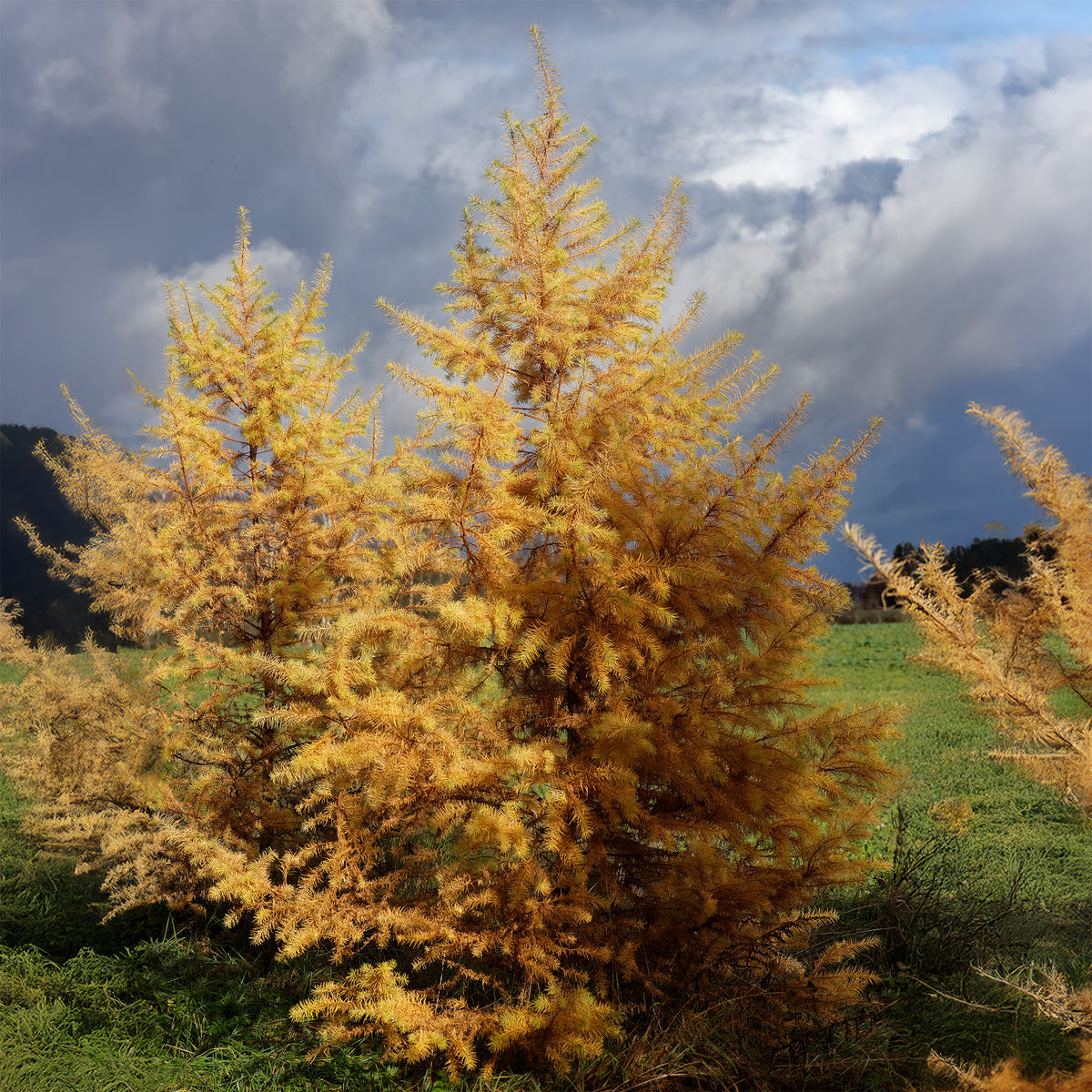 Japanse lariks - Larix kaempferi - Bakker