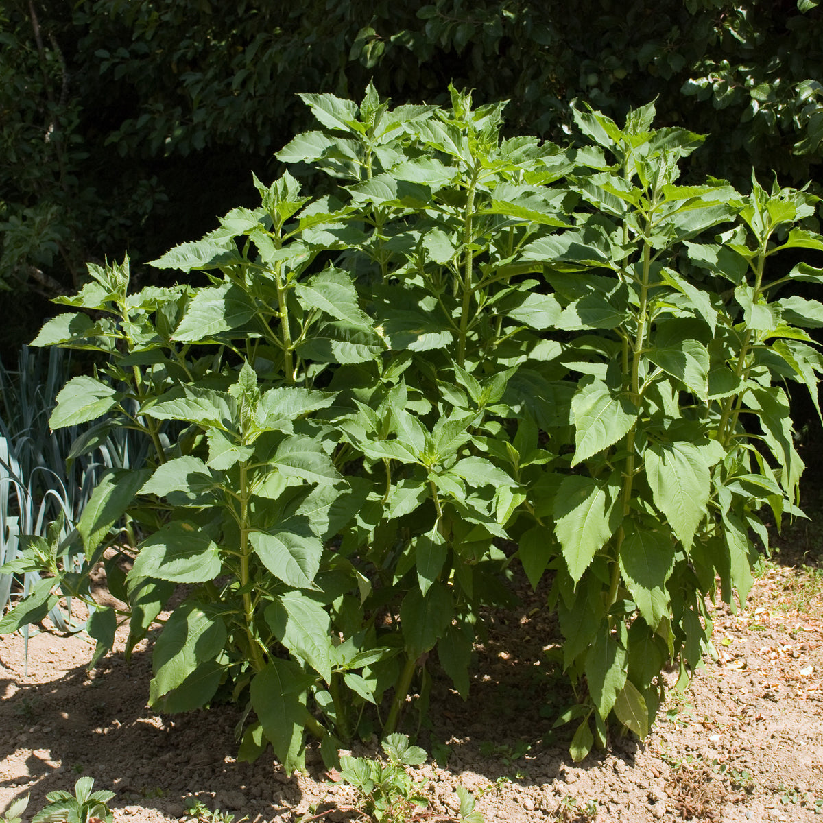 Helianthus tuberosus - Paarse aardpeer (x5) - Aardappelplanten