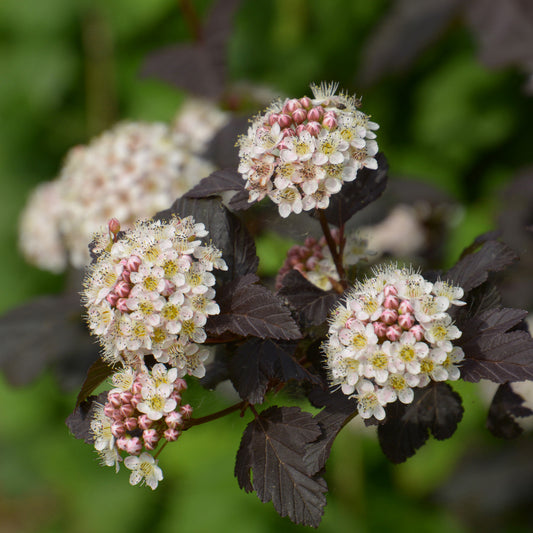 Fysocarp Red Baron - Bakker