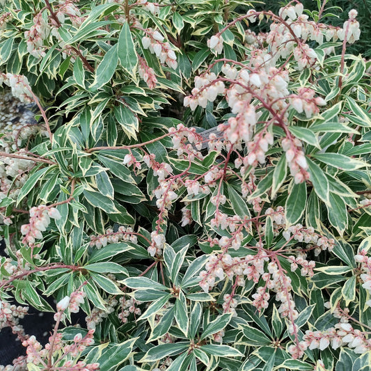 Rotsheide Flaming Silver - Bakker