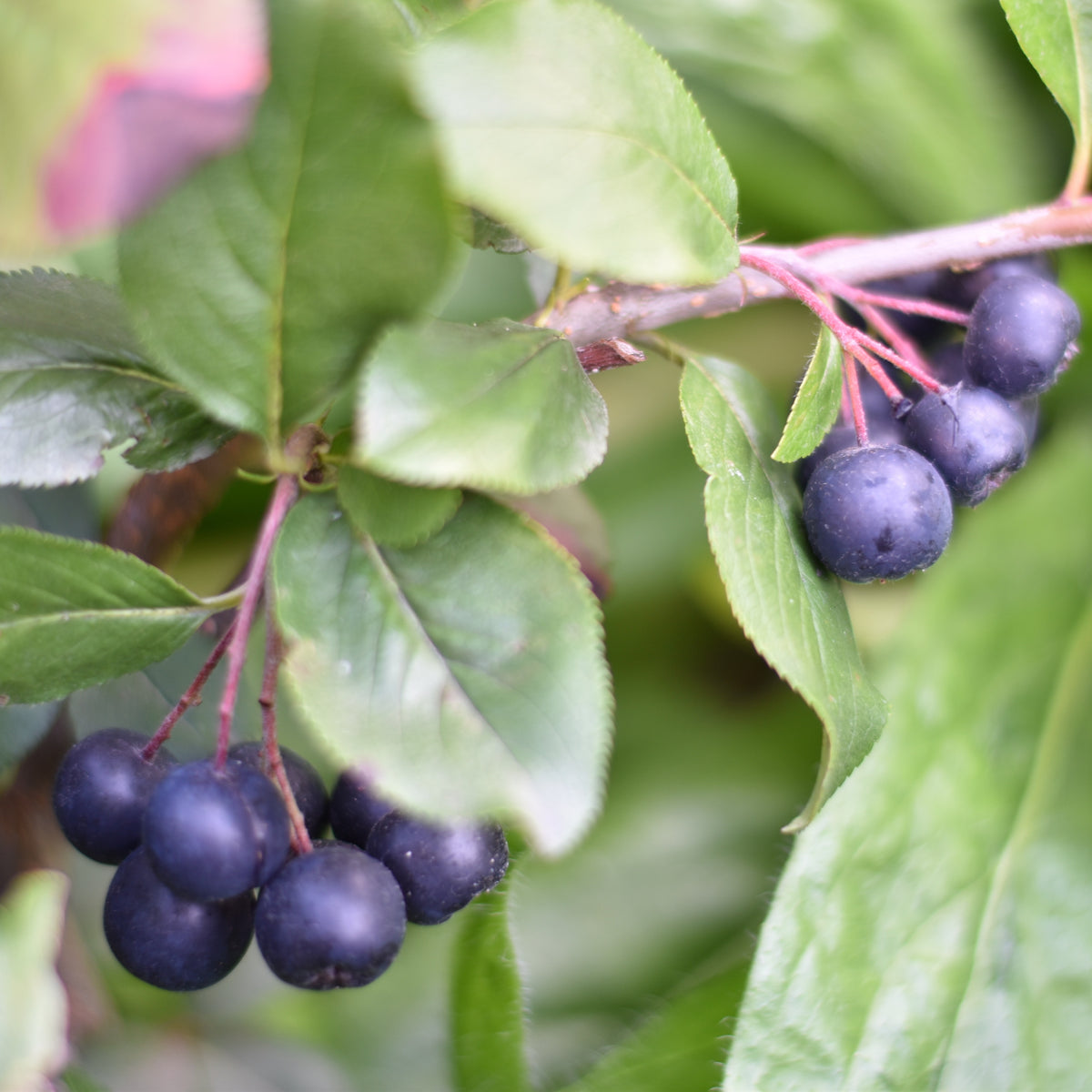 Appelbes 'Nero' - Bakker