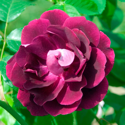 Roos 'Burgundy Ice'® - Bakker