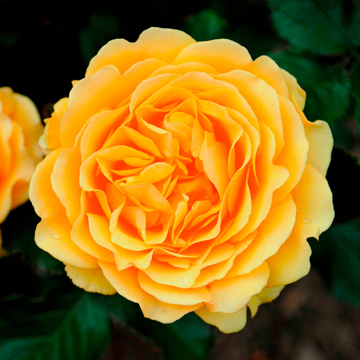 Roos 'Amber Queen'® - Rosa amber queen ® - Bakker
