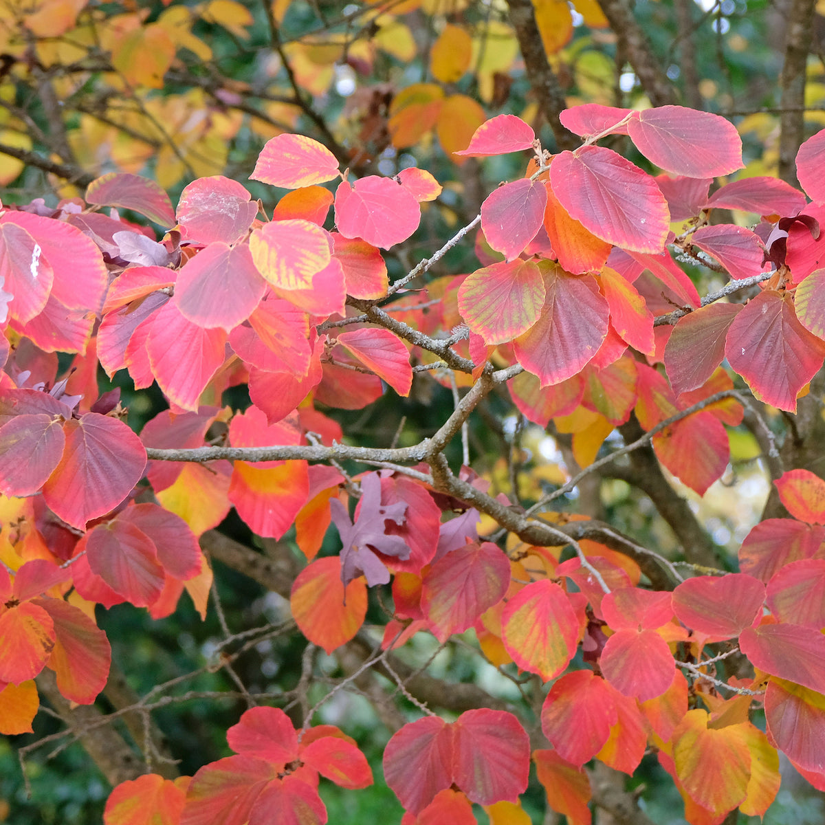 Sunburst' Chinese toverhazelaar - Hamamelis intermedia 'sunburst' - Bakker
