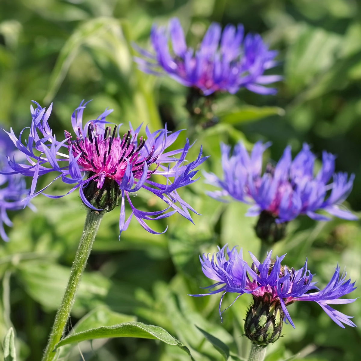 Bergcentaurie - Centaurea montana - Bakker
