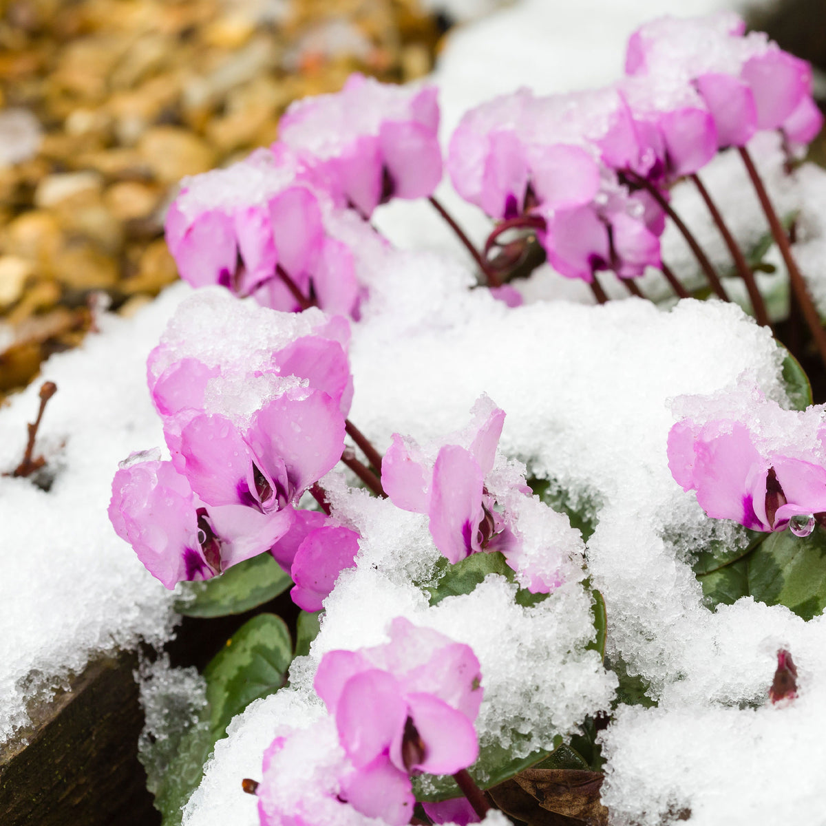 Verkoop Alpenviooltje - Cyclamen coum