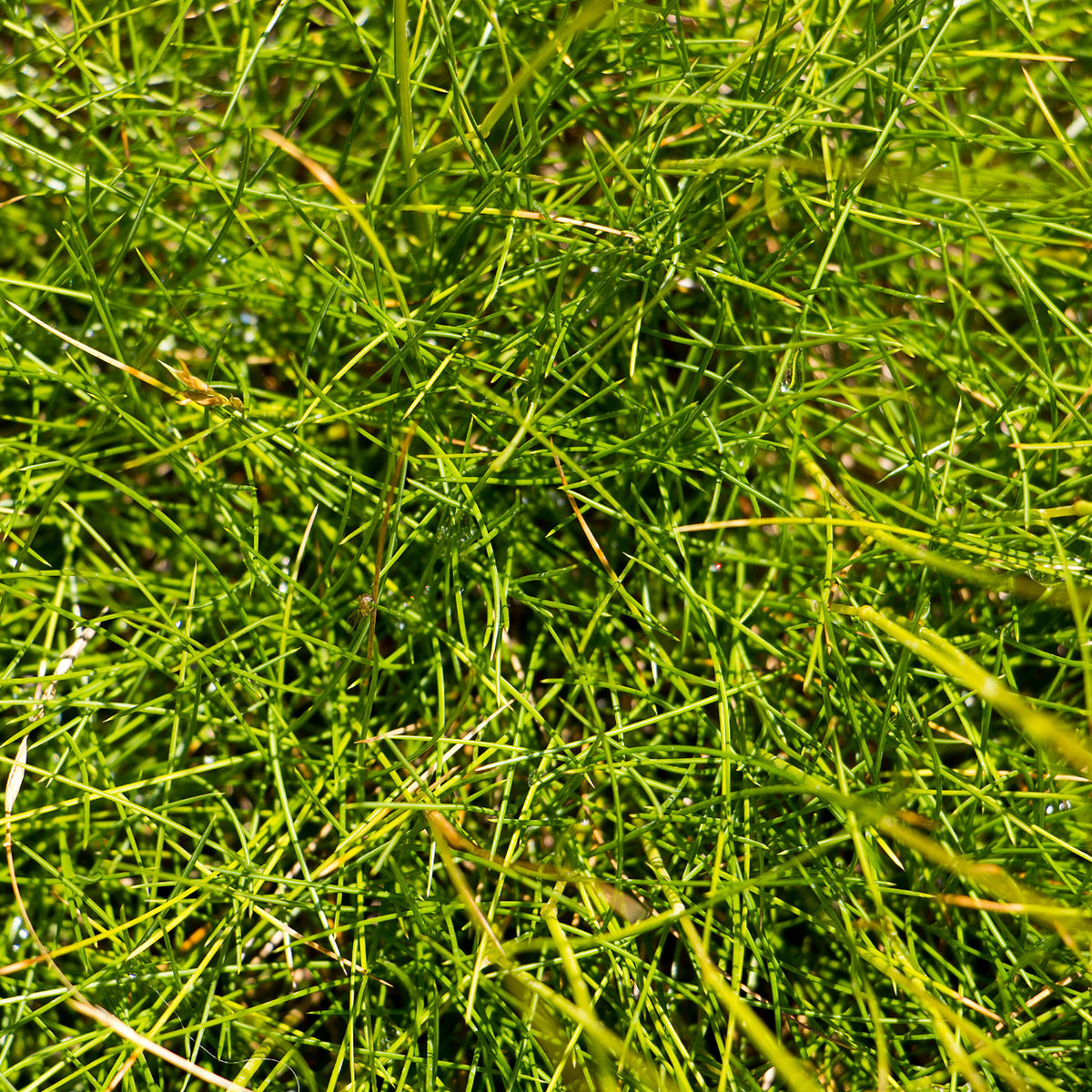 Schapenvenkel - Blauw schapegras Gautier - Festuca gautieri (scoparia)