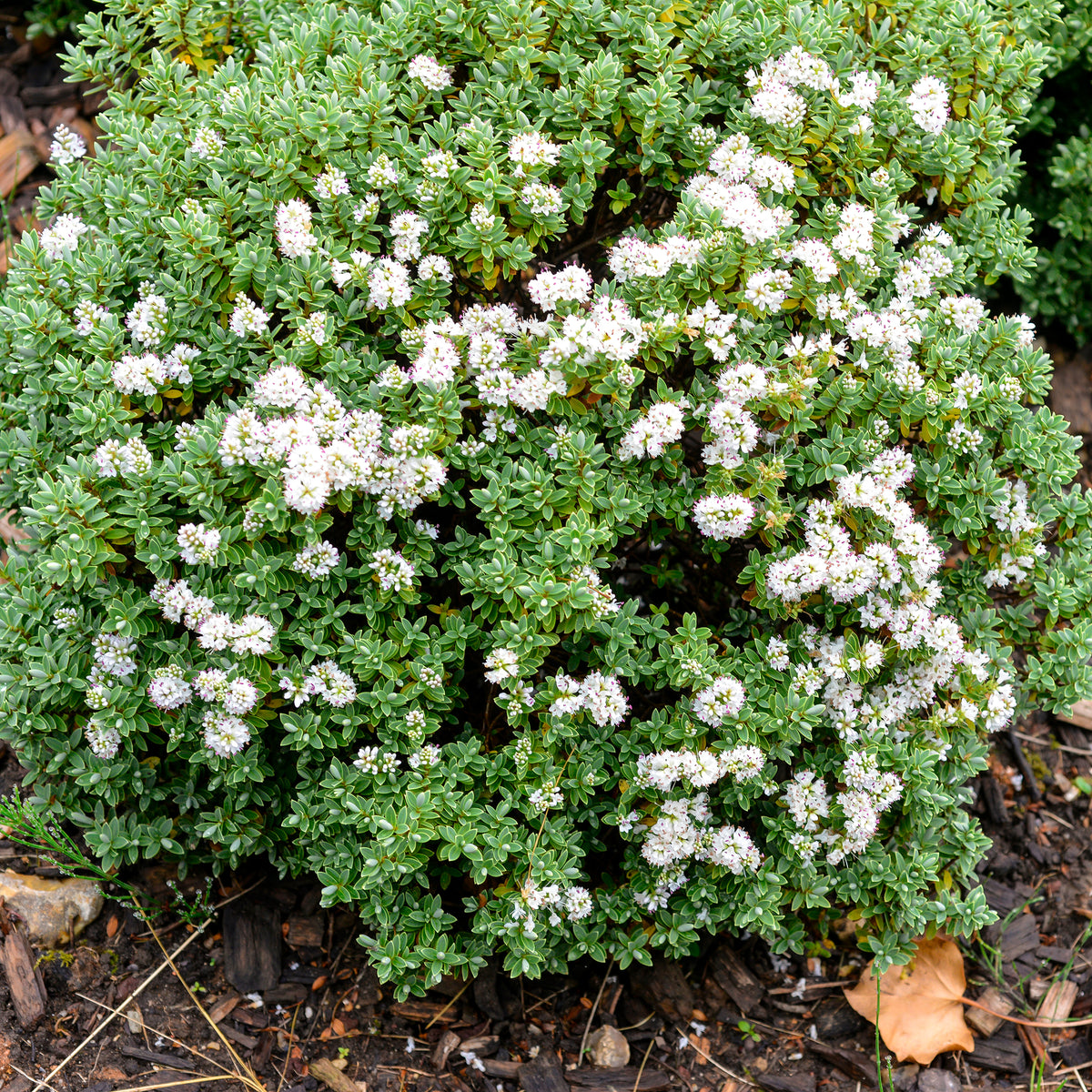 Struikveronica - Hebe carnosula - Bakker