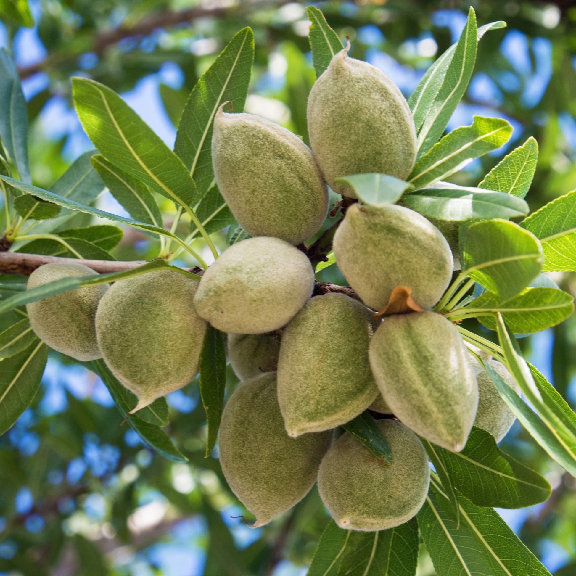 Prunus dulcis Texas - Amandelboom - Notenbomen